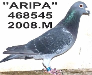 . A REPRODUS PE ''ARIA'',-''HEBE''=MARATO
