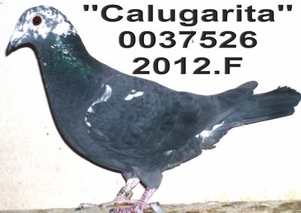 2015 GENE LOC.1oltenia-2016.GENE 3 ANI LOC1 oltenia