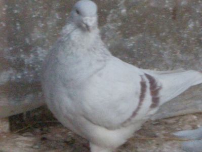 VINDUT