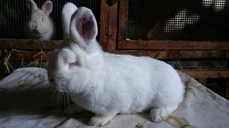 ; 3 luni
