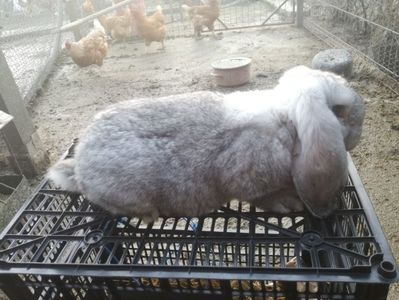 Vandut in Arges