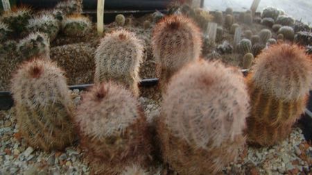 Echinocereus perbelus