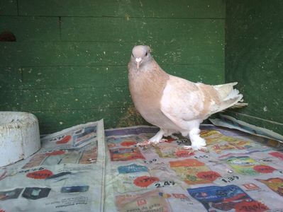 Mascul