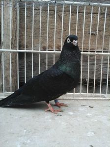 M (cazator)