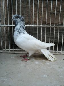 F (cazatoare)