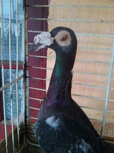 Photo0531