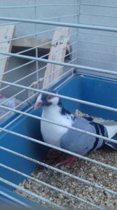 Mascul 2016; Moricare peste 30m
