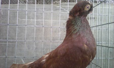 mascul 6 vandut