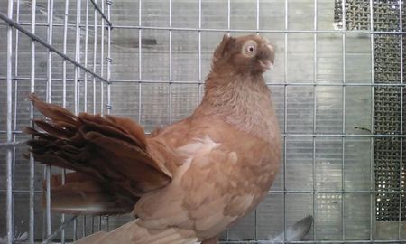 mascul vandut