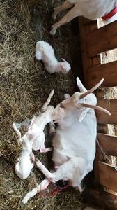minie; eroina cu 3 iezi. 2 băieți si o fata
