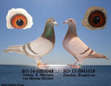 3w6h-3ogx0egdzmes-srf20