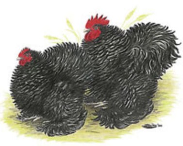 black_frizzle_cochin_main