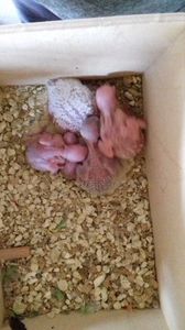 5 pui; 5 pui

