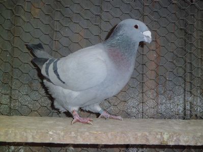 CIMG6225