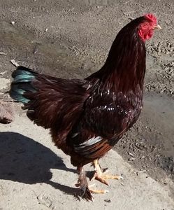 Hibrid