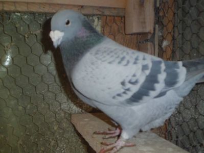 CIMG6279