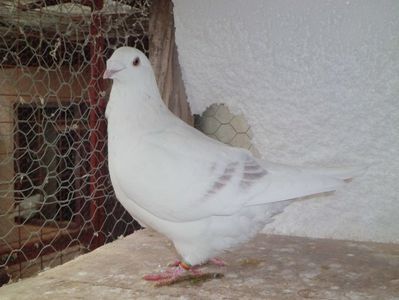 CIMG6460