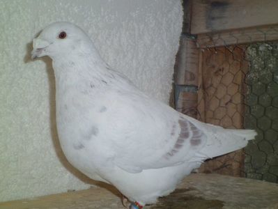 MASCUL-2016