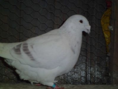 CIMG6489