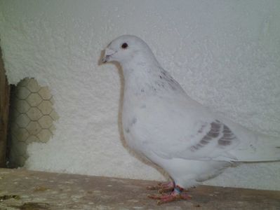 CIMG6512