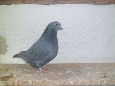 CIMG6537