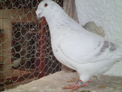 MASCUL- 2016