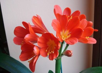 belgian orange (2)