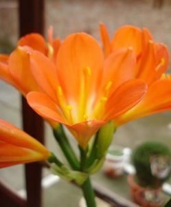 belgian orange (4)