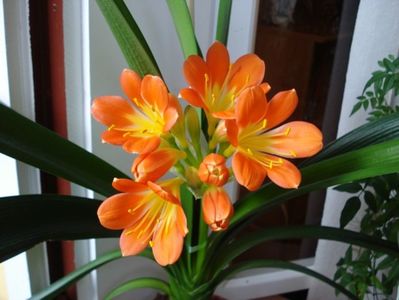 belgian orange (8)