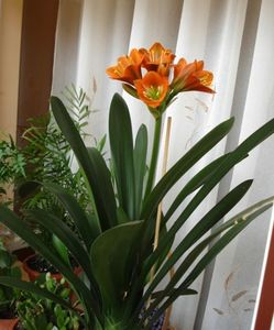 belgian orange GT (2)