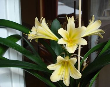 citrina (3)