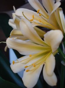 citrina (11)