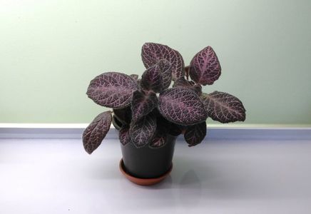 Episcia Kee-Wee 4.03