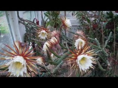 grandiflorus night queen