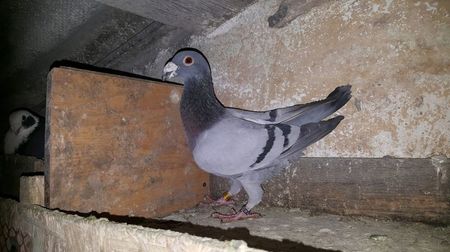 Posibil M 2016