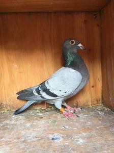F.2014.IHU-GASTON.VAN.DE.WOUVER-GABY.V..D.NABEL,DETALI.IN.PRIVAT