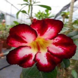 -Moon-Light-Desert-Rose-Flower-Seeds-Bonsai-Plants-Seeds-Cute-Adenium-Obesum-Seeds-5-seeds.jpg_220x2