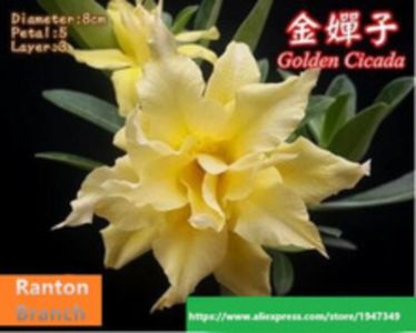 PURE-YELLOW-COLOR-DESERT-ROSE-SEEDS-ADENIUM-OBESUM-DESERT-ROSE-GOLDEN-CLADA-2-Seed-lot.jpg_220x220