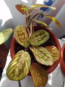 marantha