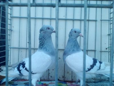 silber / argintiu