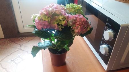 Hortensia
