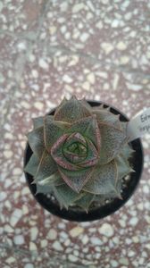 20170305_165416_HDR
