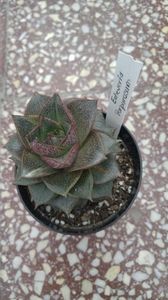 20170305_165349_HDR