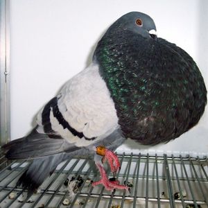 gaditano