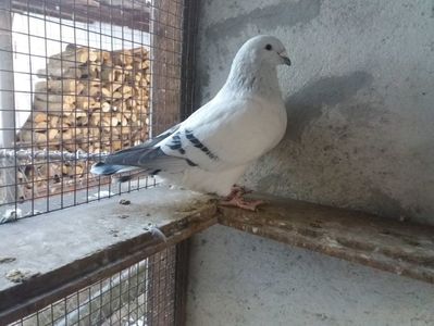 PRINTU; Mascul 2016. Pui din BODO - CATALINA
