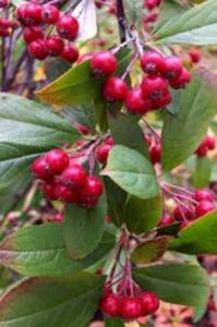 Aronia Rosu Brilliant