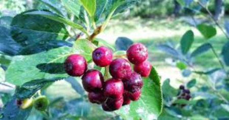 Aronia rosu