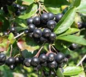 Aronia Nero