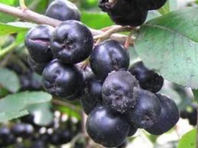 Aronia Nero