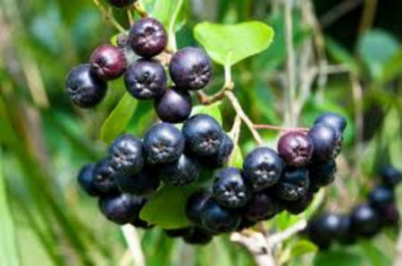 Aronia Amit